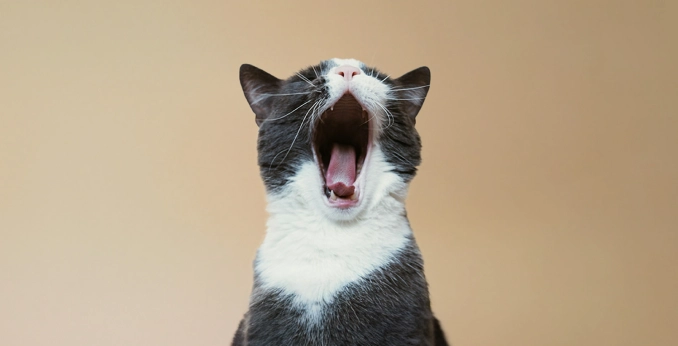 &CATのイメージ