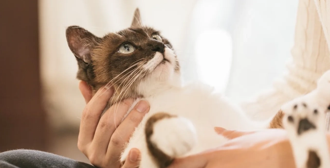 訓練校 制作物 SAPPORO CAT GUARDIANのイメージ